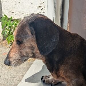 Meet your Posher, Emote